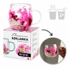 Szklanka termiczna z kwiatami w środku, gipsówka hortensje róż 300 ml 1szt SZK182